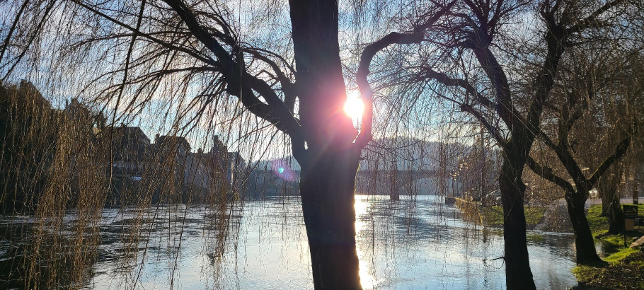 Image d'arbres sur un lac